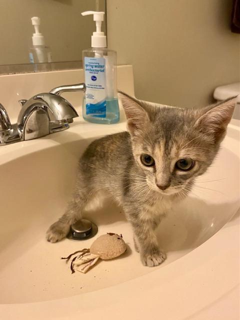 Enlarge Ariel, a Adopted mixed breed in Ashland, VA image 6/6