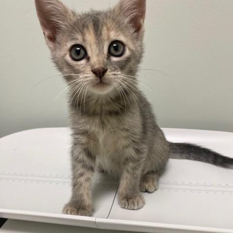 Enlarge Ariel, a Adopted mixed breed in Ashland, VA image 2/6