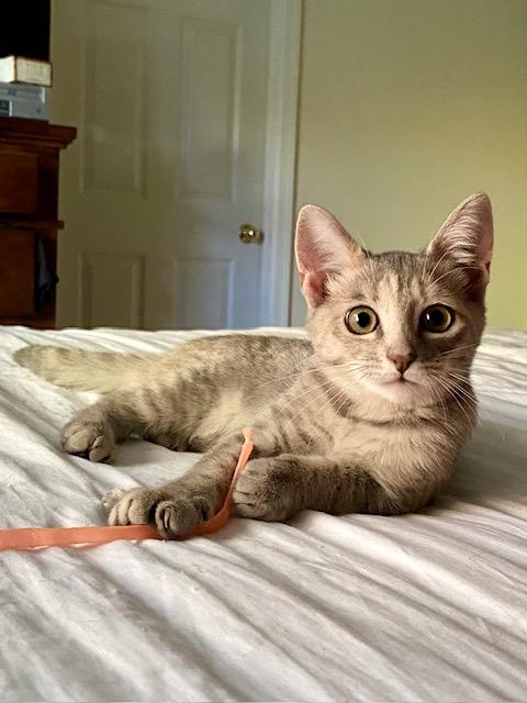 Ariel, Adopted, Kitten Female Domestic Short Hair.