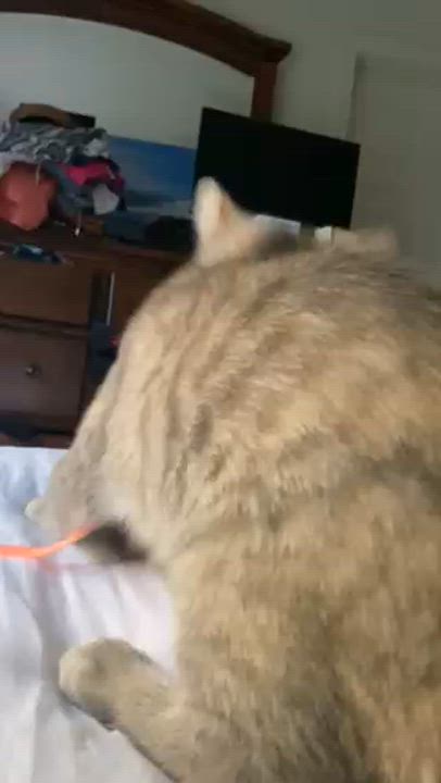 Enlarge Ariel, a Adopted mixed breed in Ashland, VA video 5/6