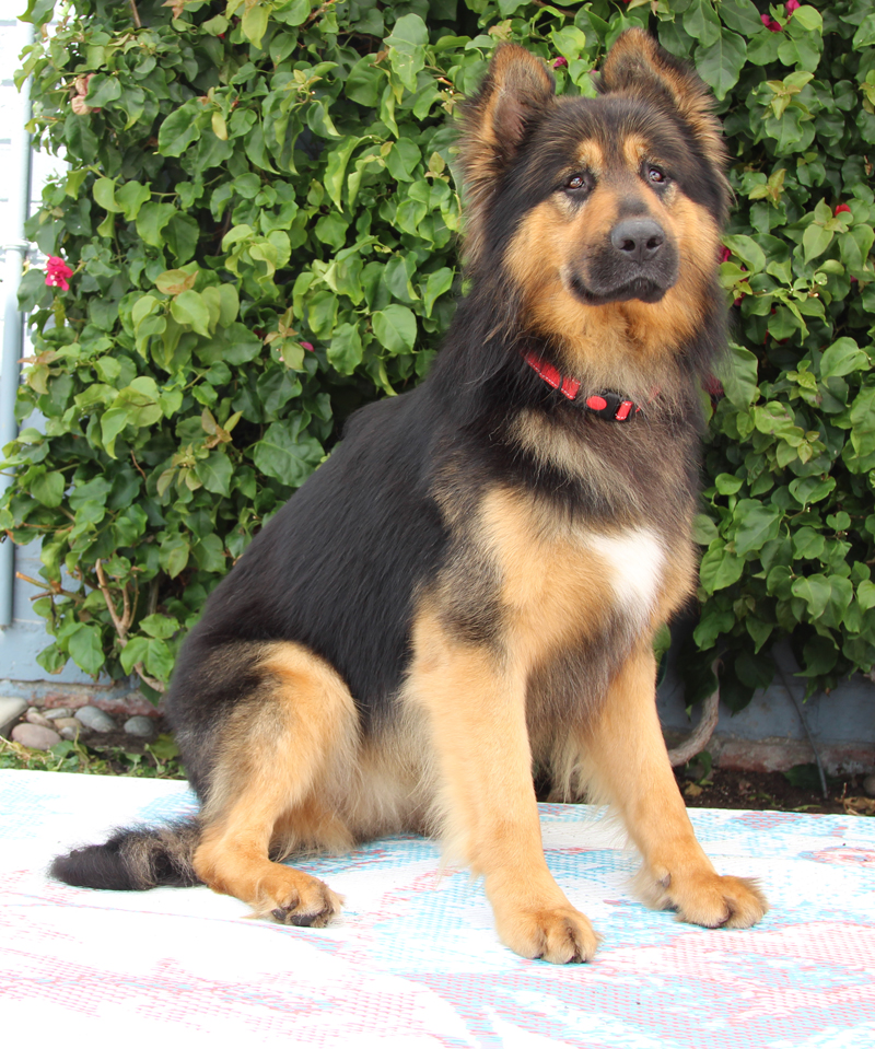 Enlarge Montana von Schrader, a Adoptable German Shepherd Dog in Los Angeles, CA image 3/6