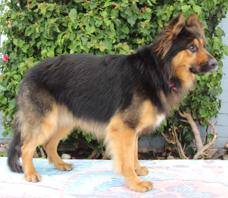 Enlarge Montana von Schrader, a Adoptable German Shepherd Dog in Los Angeles, CA image 4/6