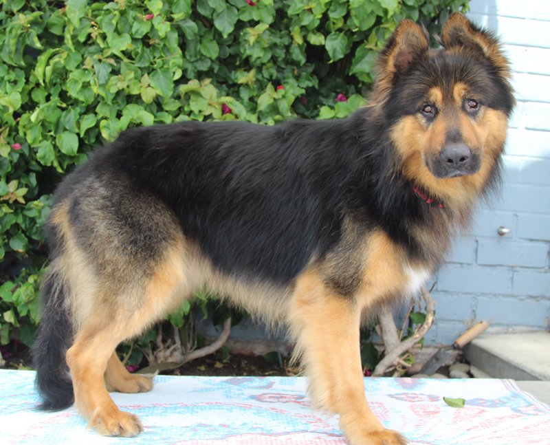 Enlarge Montana von Schrader, a Adoptable German Shepherd Dog in Los Angeles, CA image 6/6