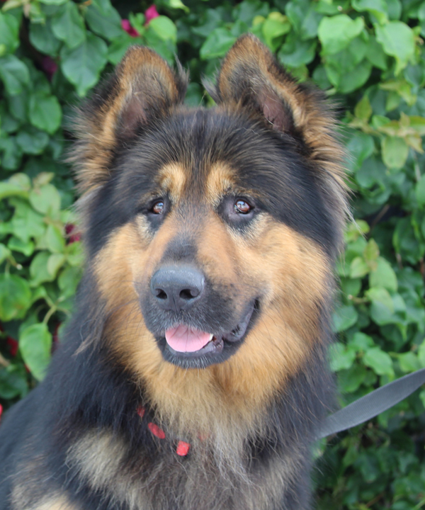 Enlarge Montana von Schrader, a Adoptable German Shepherd Dog in Los Angeles, CA image 5/6