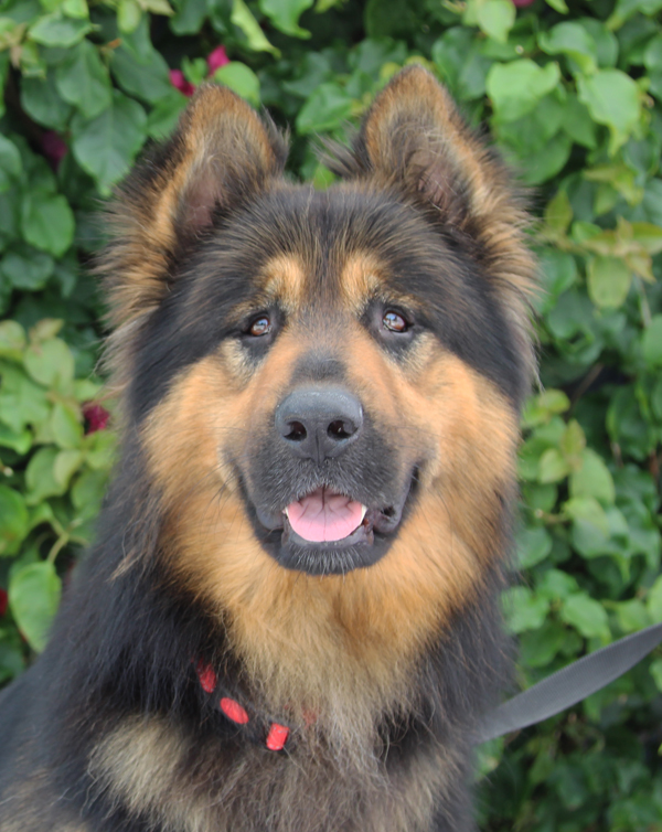 Enlarge Montana von Schrader, a Adoptable German Shepherd Dog in Los Angeles, CA image 1/6