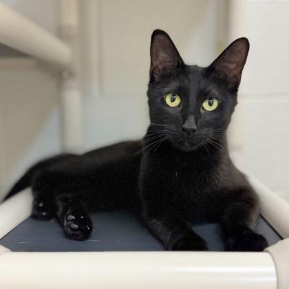 Ice Cream Sundae, Adoptable, Adult Female Domestic Short Hair & Domestic Short Hair.
