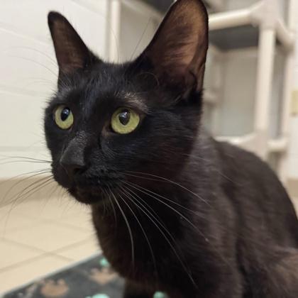 Ice Cream Sundae, a Adoptable mixed breed in Traverse City, MI image 2/3