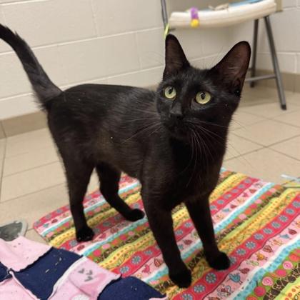 Ice Cream Sundae, a Adoptable mixed breed in Traverse City, MI image 3/3