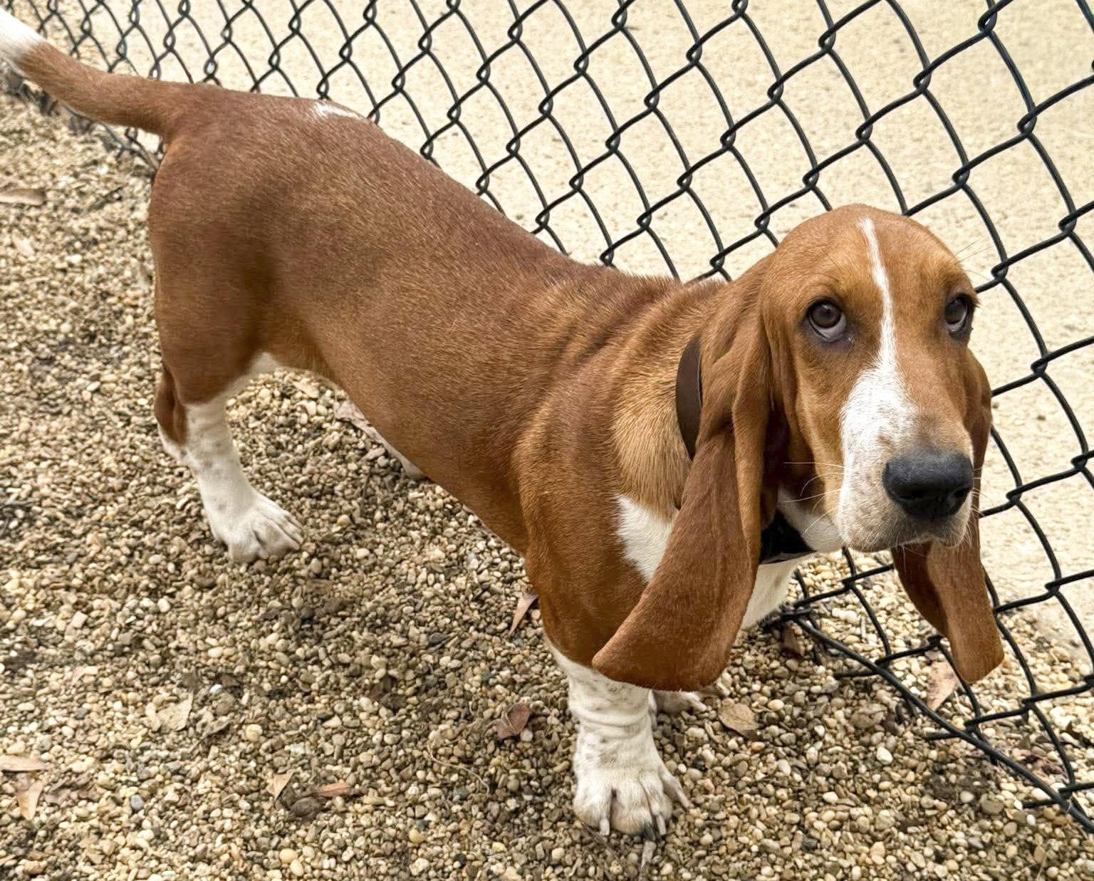 HEATHER, Adopted, Young Female Basset Hound.
