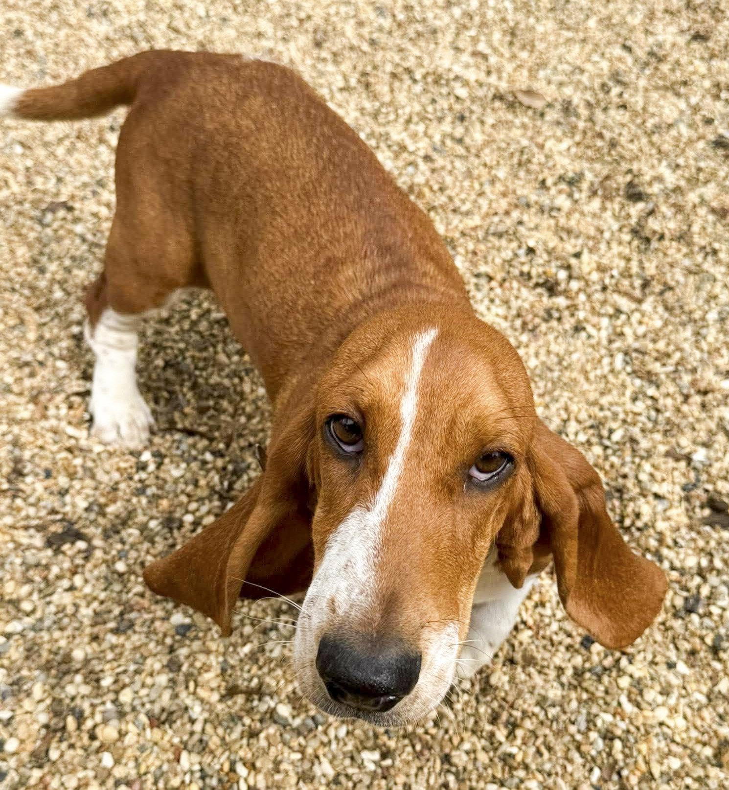 Enlarge HEATHER, a Adopted Basset Hound in Mays Landing, NJ image 2/3