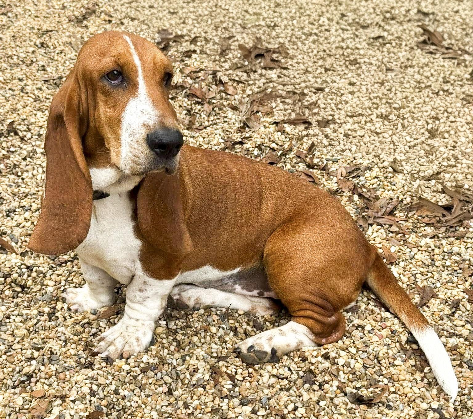 Enlarge HEATHER, a Adopted Basset Hound in Mays Landing, NJ image 3/3