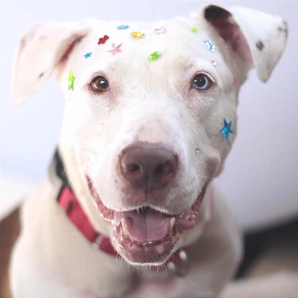 Starfish, Adoptable, Adult Female Mixed Breed.