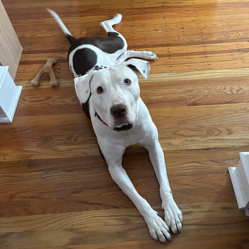 Enlarge Starfish, a Adoptable Mixed Breed in Philadelphia, PA image 2/5