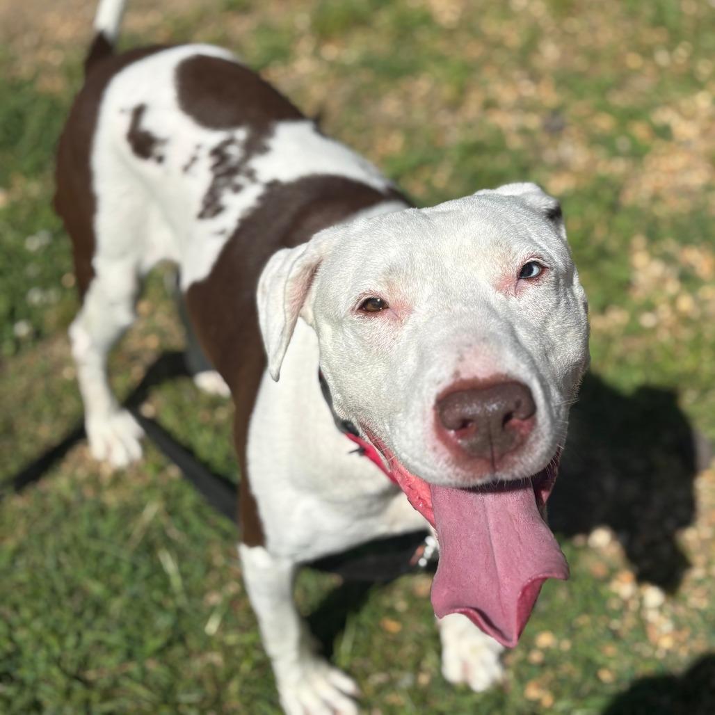 Enlarge Starfish, a Adoptable Mixed Breed in Philadelphia, PA image 3/5