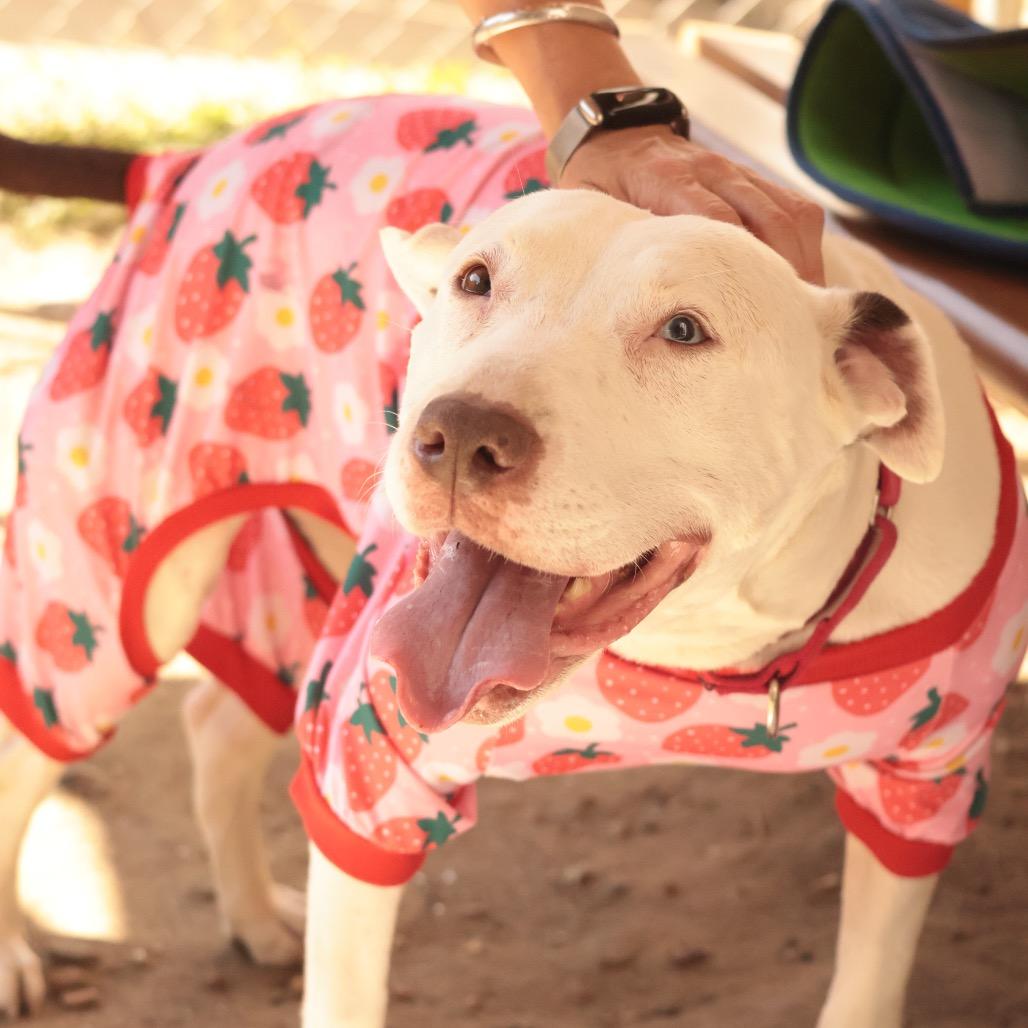 Enlarge Starfish, a Adoptable Mixed Breed in Philadelphia, PA image 5/5