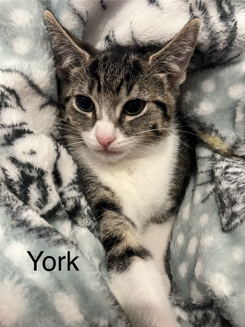 York 2