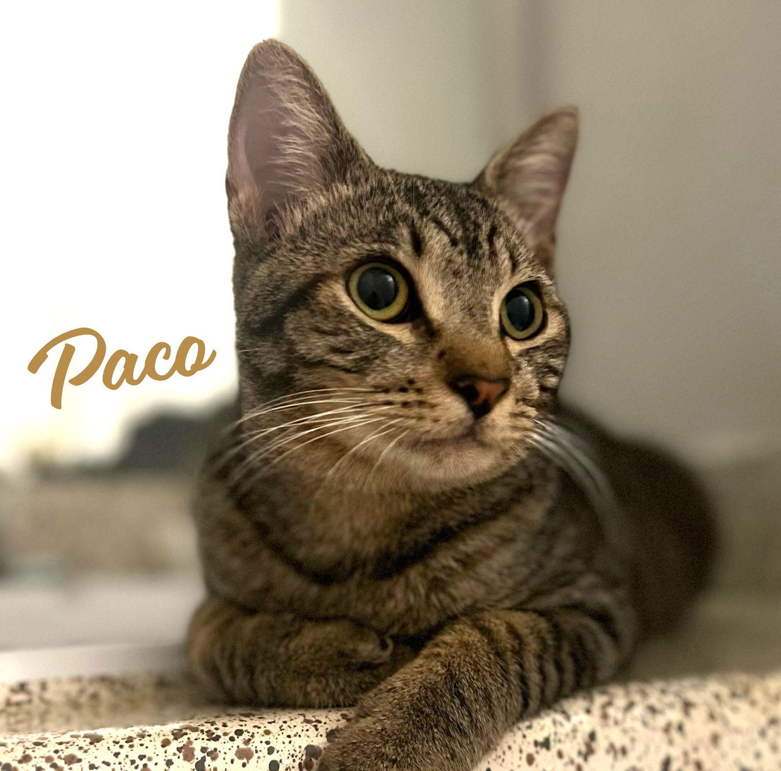 Enlarge Paco #bold-adventurer, a Adoptable mixed breed in Houston, TX image 1/3