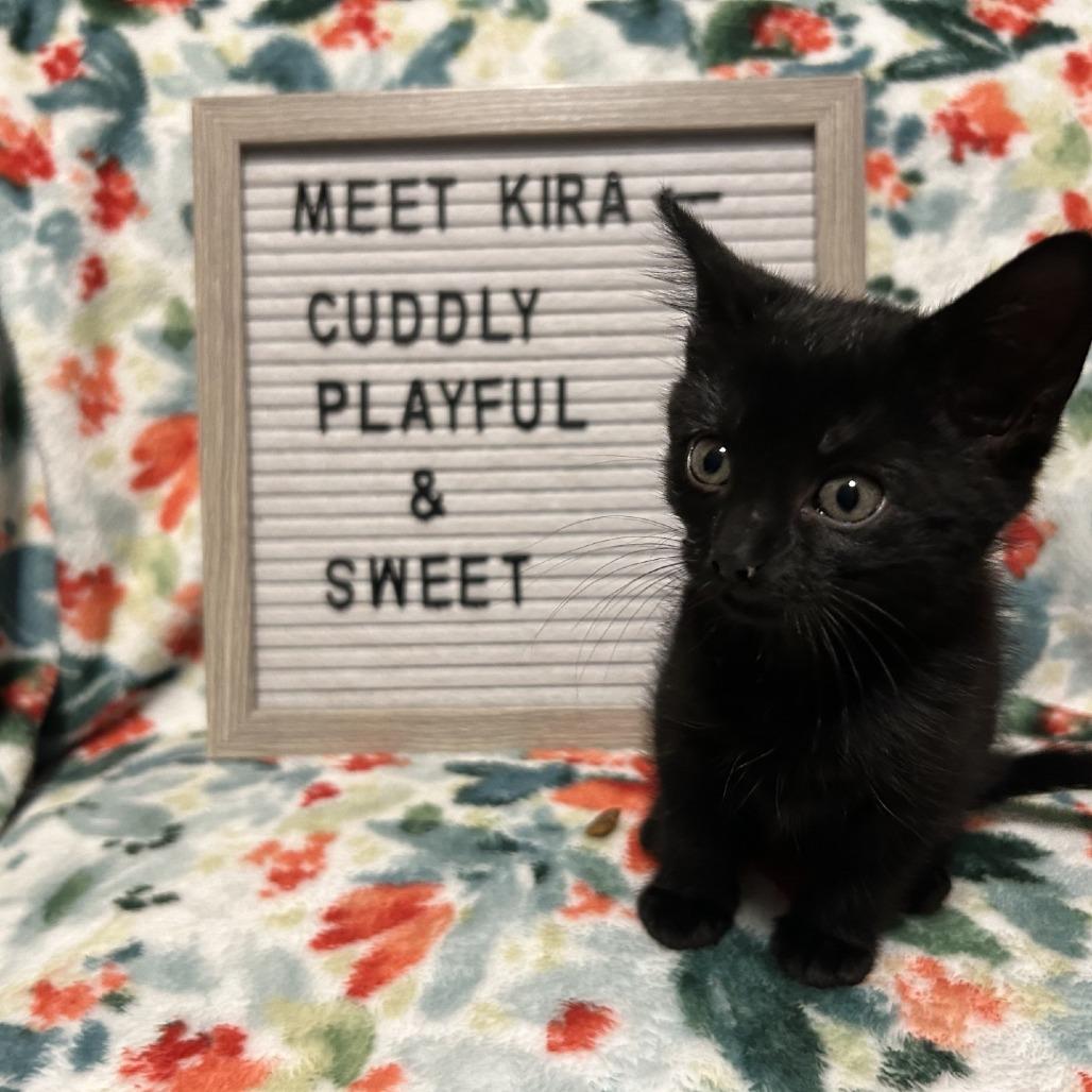 Enlarge Kira, a Adoptable Domestic Short Hair in Fredericksburg, TX image 1/5