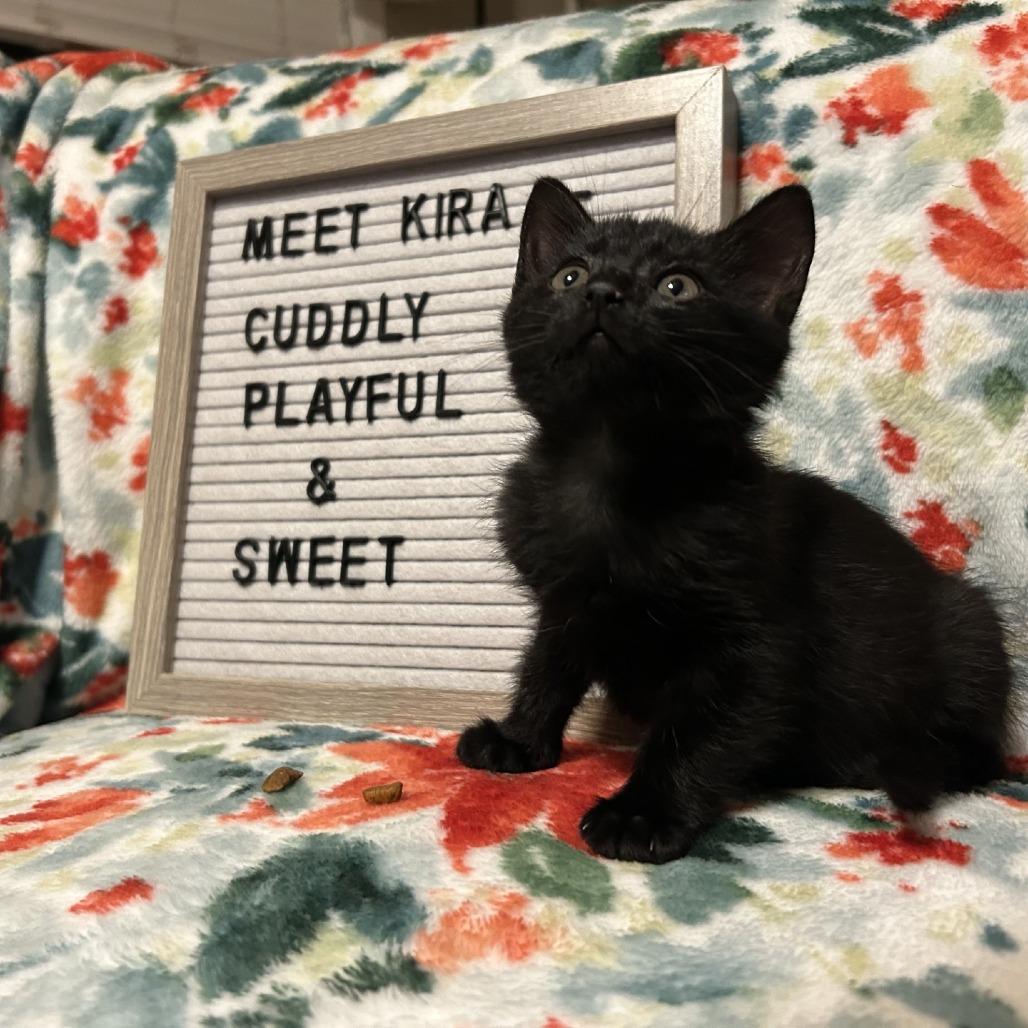 Enlarge Kira, a Adoptable Domestic Short Hair in Fredericksburg, TX image 2/5