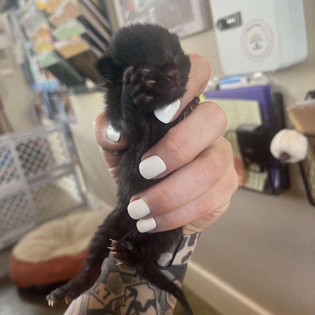 Enlarge Kira, a Adoptable Domestic Short Hair in Fredericksburg, TX image 3/5