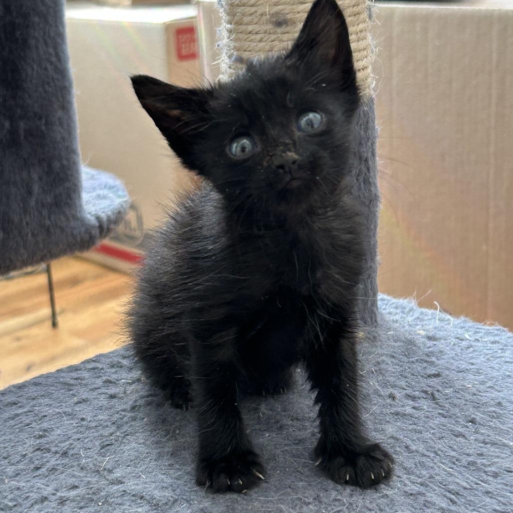 Enlarge Kira, a Adoptable Domestic Short Hair in Fredericksburg, TX image 4/5