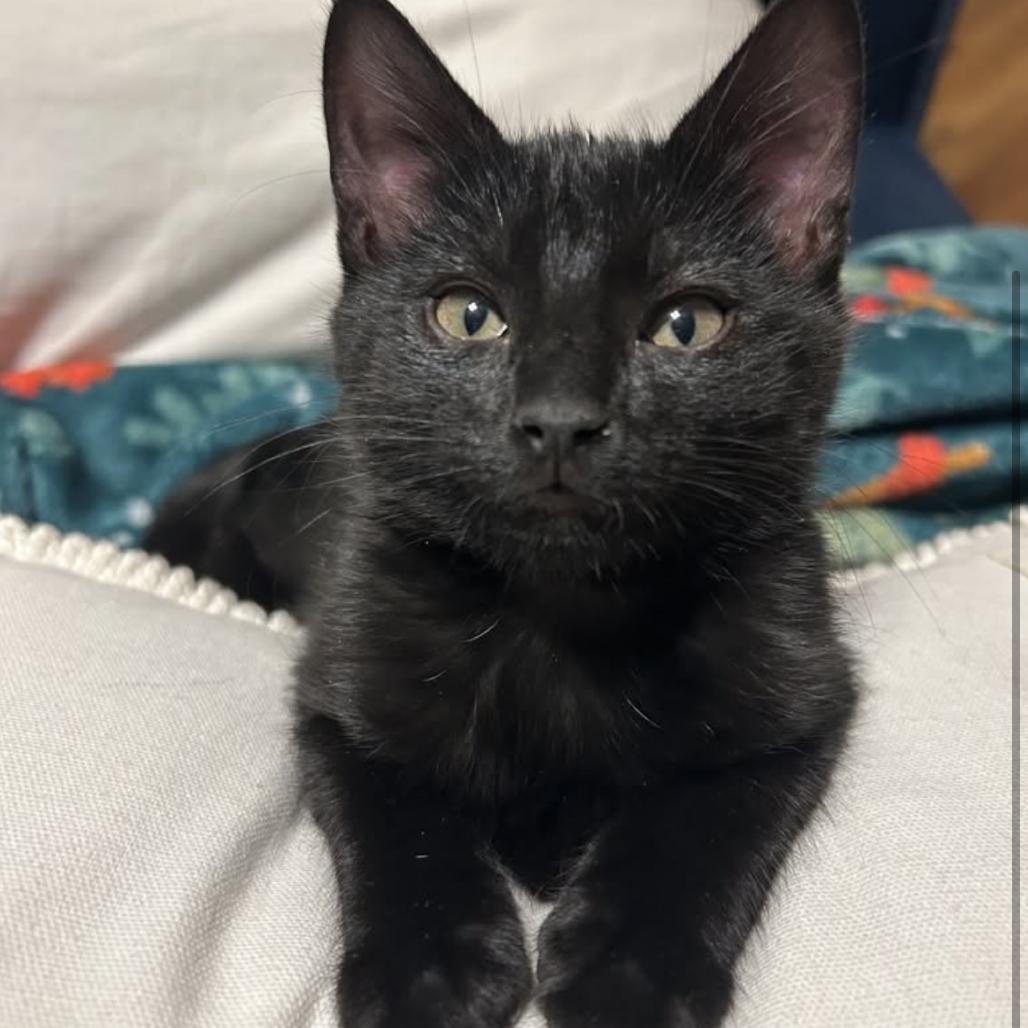 Enlarge Kira, a Adoptable Domestic Short Hair in Fredericksburg, TX image 5/5