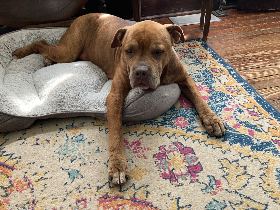 Bronx, Adoptable, Senior Male Dogue de Bordeaux.
