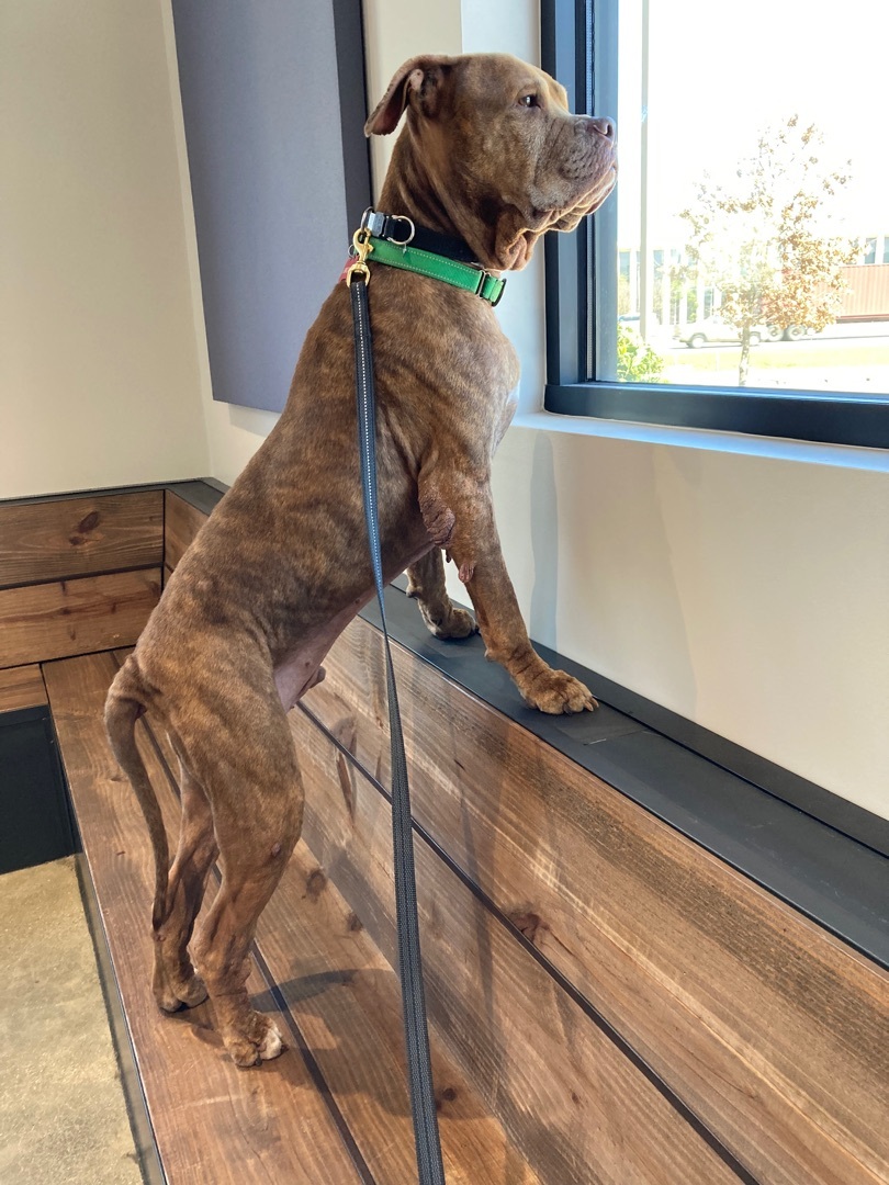 Bronx, a Adoptable mixed breed in Houston, TX image 2/12