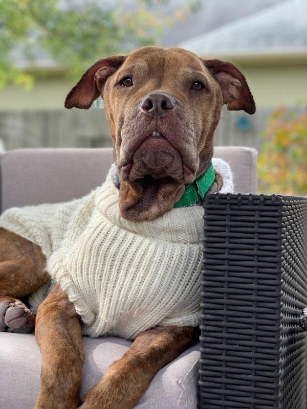 Bronx, a Adoptable mixed breed in Houston, TX image 3/12