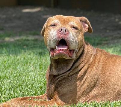 Enlarge Bronx, a Adoptable mixed breed in Houston, TX image 1/5