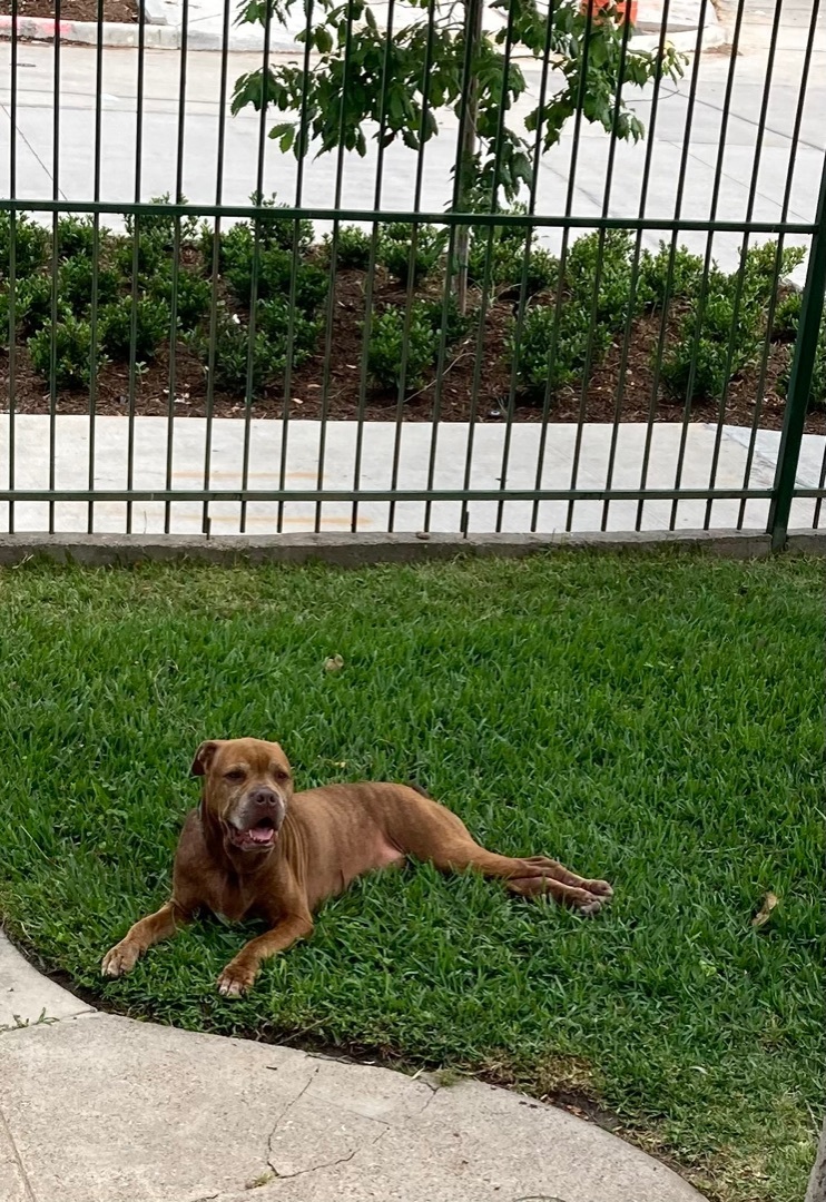 Bronx, a Adoptable mixed breed in Houston, TX image 4/12