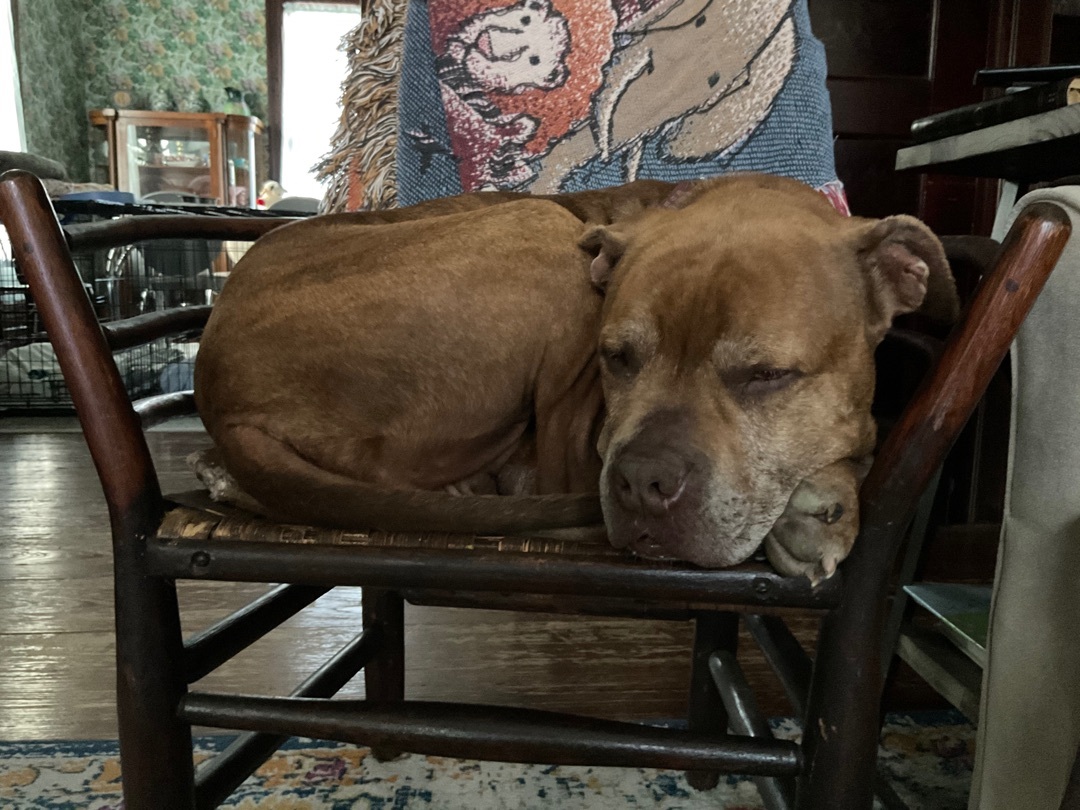 Bronx, a Adoptable mixed breed in Houston, TX image 5/12