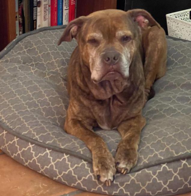 Enlarge Bronx, a Adoptable mixed breed in Houston, TX image 5/5