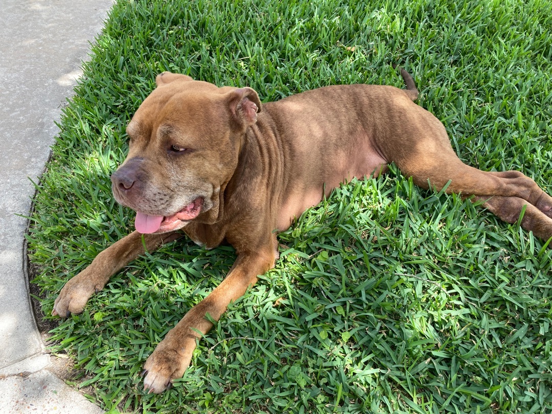 Bronx, a Adoptable mixed breed in Houston, TX image 6/12