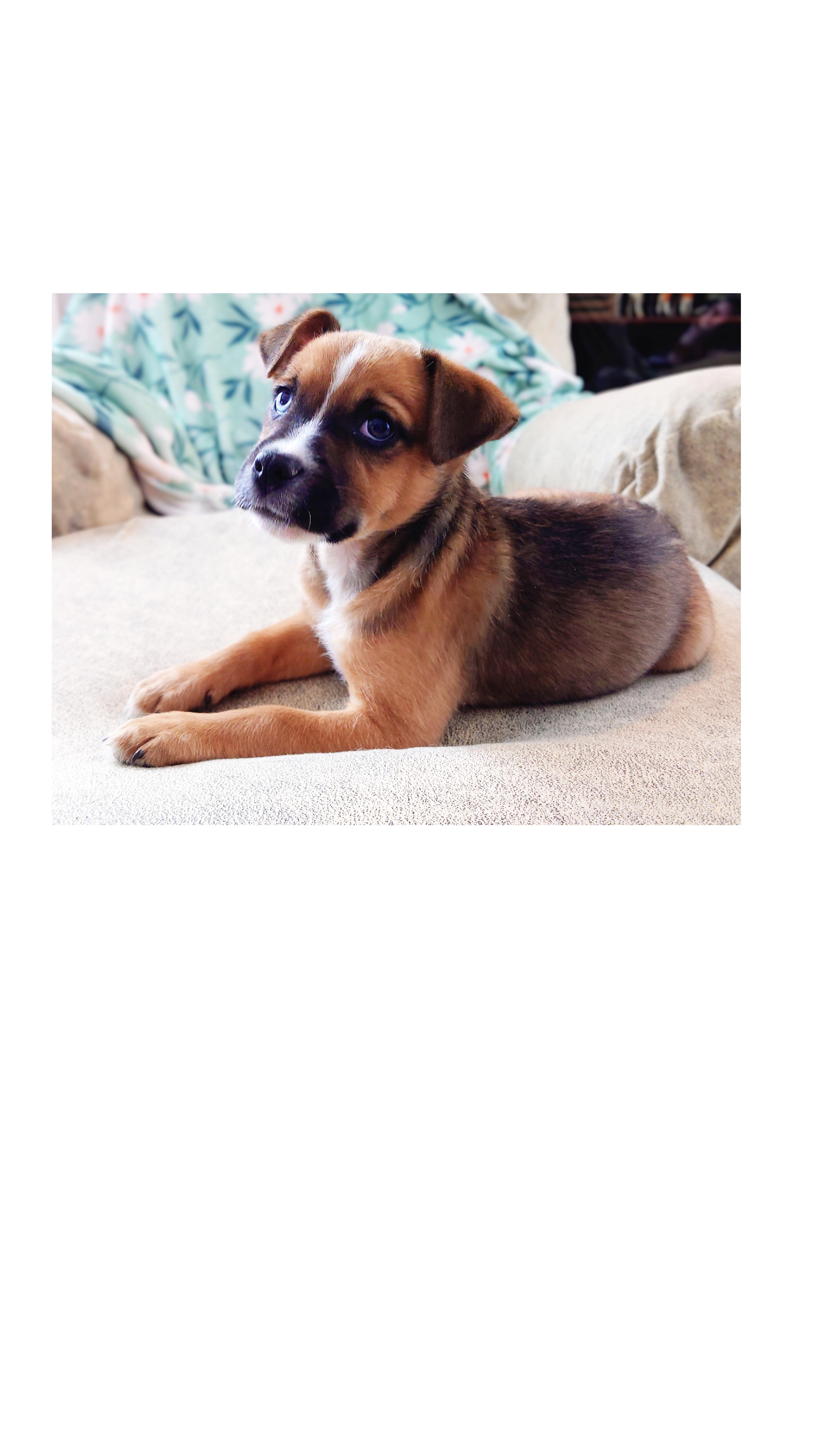 Enlarge Ranger , a Adoptable mixed breed in Lake Geneva, WI image 3/6