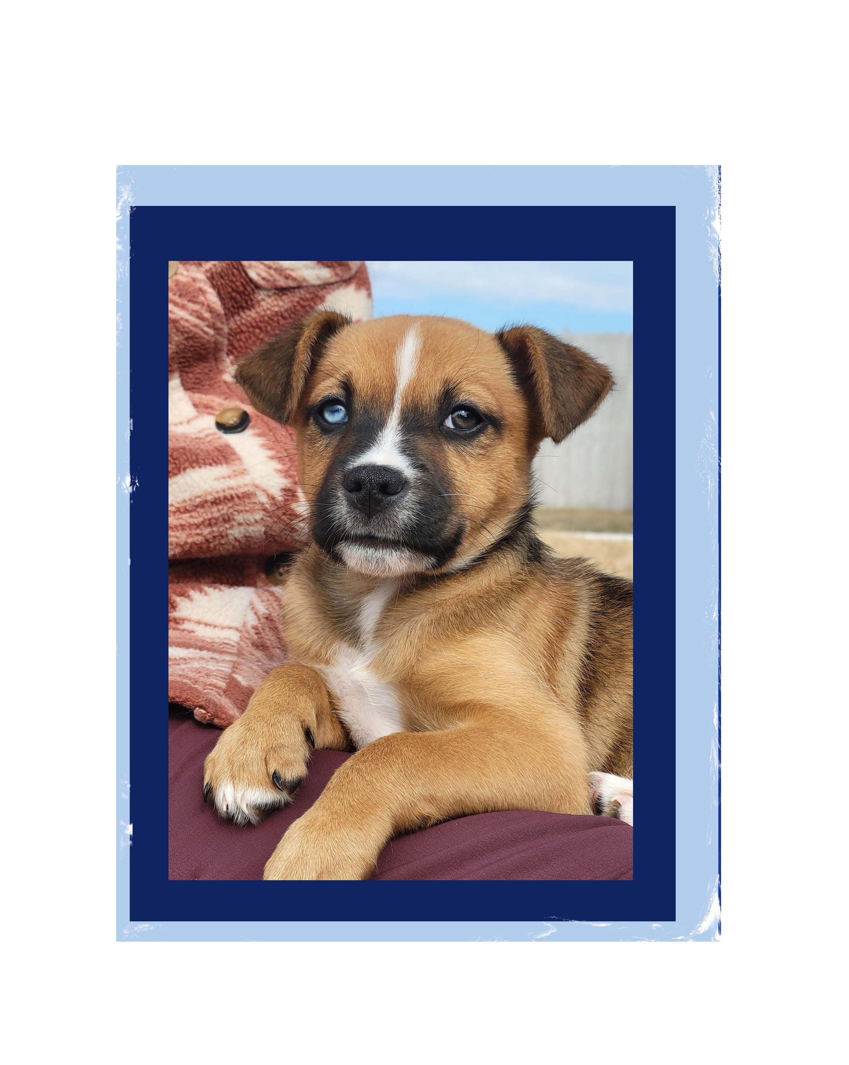 Ranger , Adoptable, Puppy Male Corgi & Pomsky.