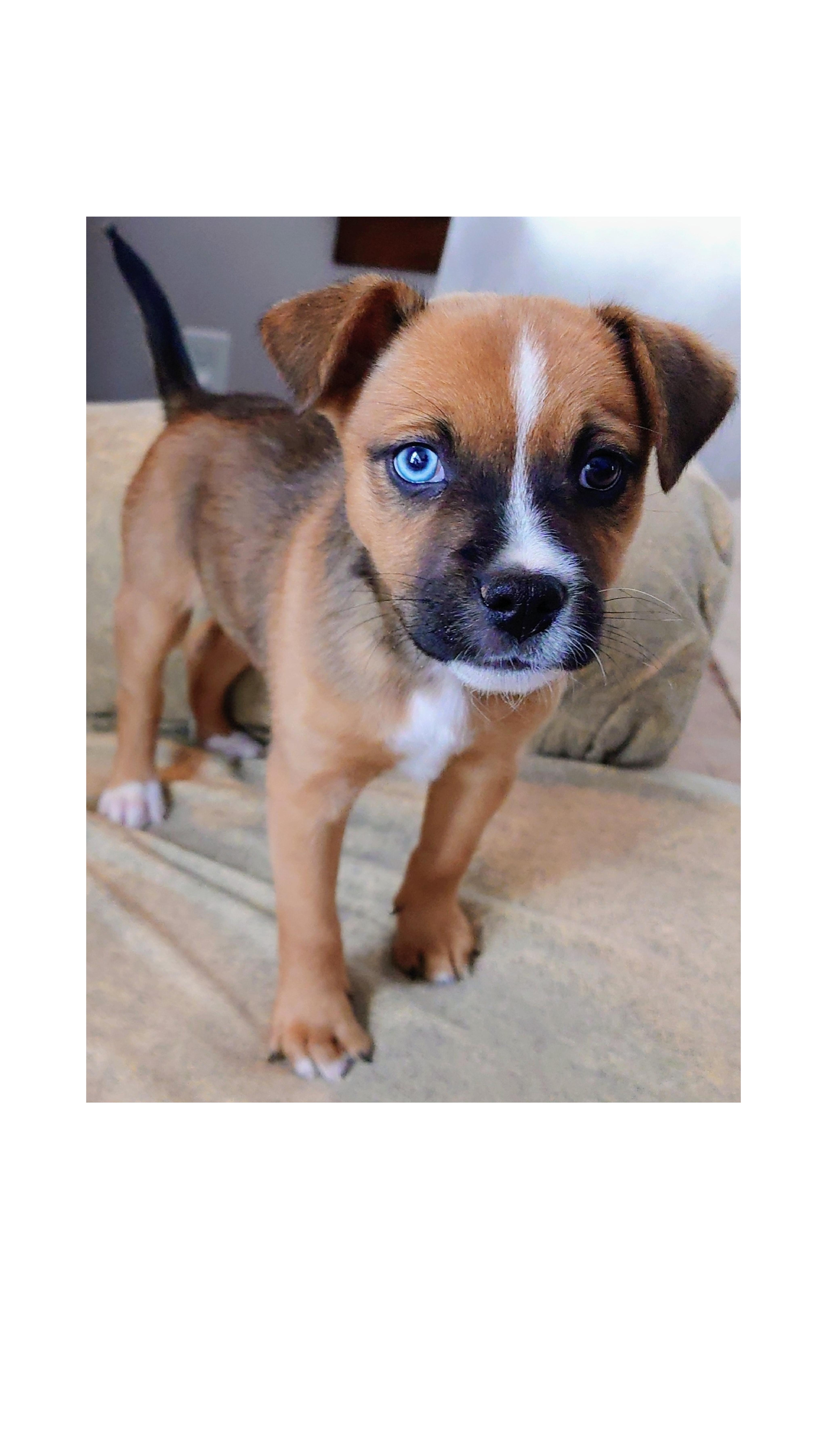 Enlarge Ranger , a Adoptable mixed breed in Lake Geneva, WI image 6/6