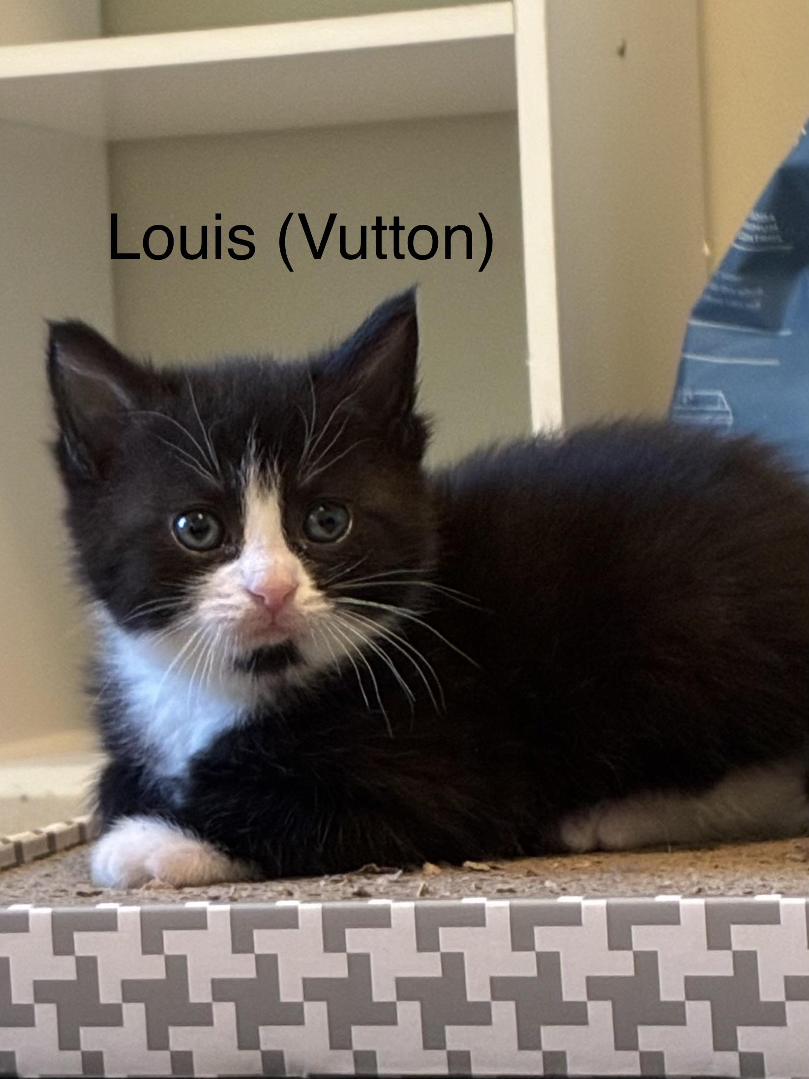 Enlarge Louis (Vutton), a ADOPTABLE Domestic Short Hair in Ruther Glen, VA image 1/1