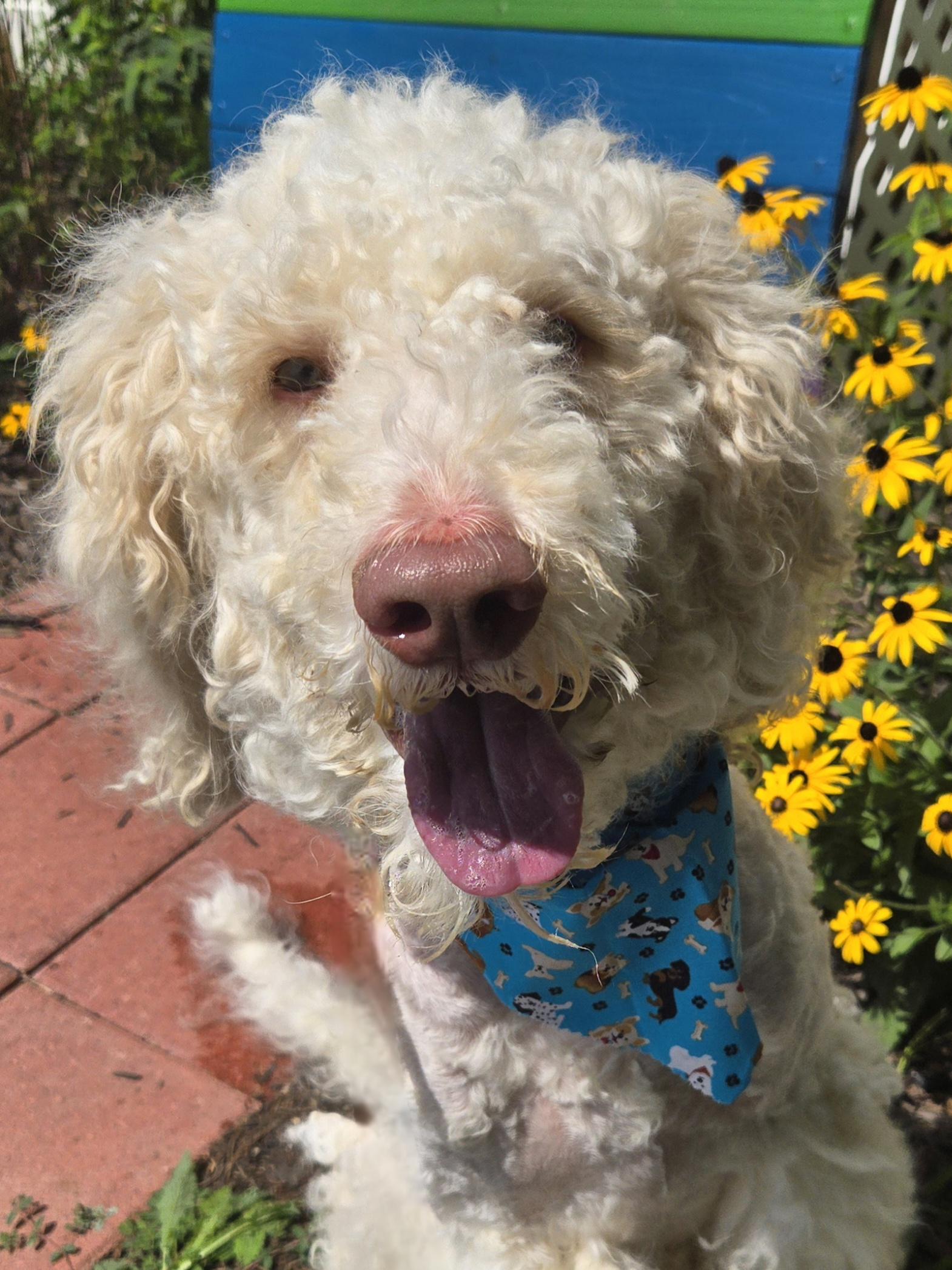 Oliver, Adoptable, Adult Male Labradoodle.
