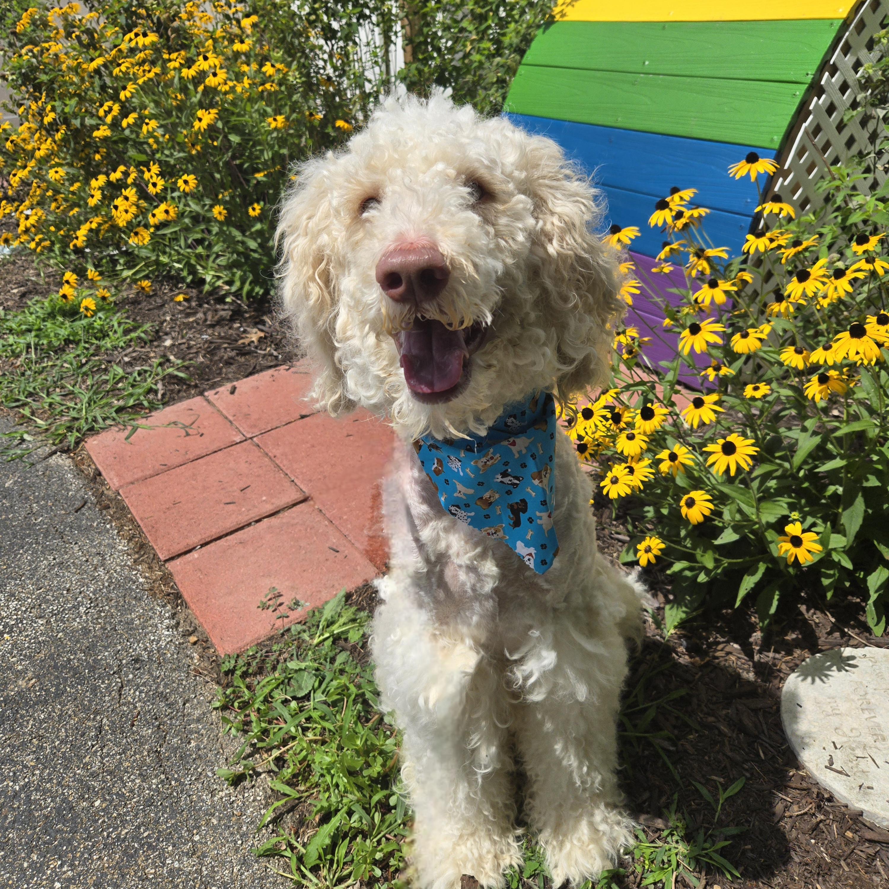 Enlarge Oliver, a Adoptable Labradoodle in Normal, IL image 5/6