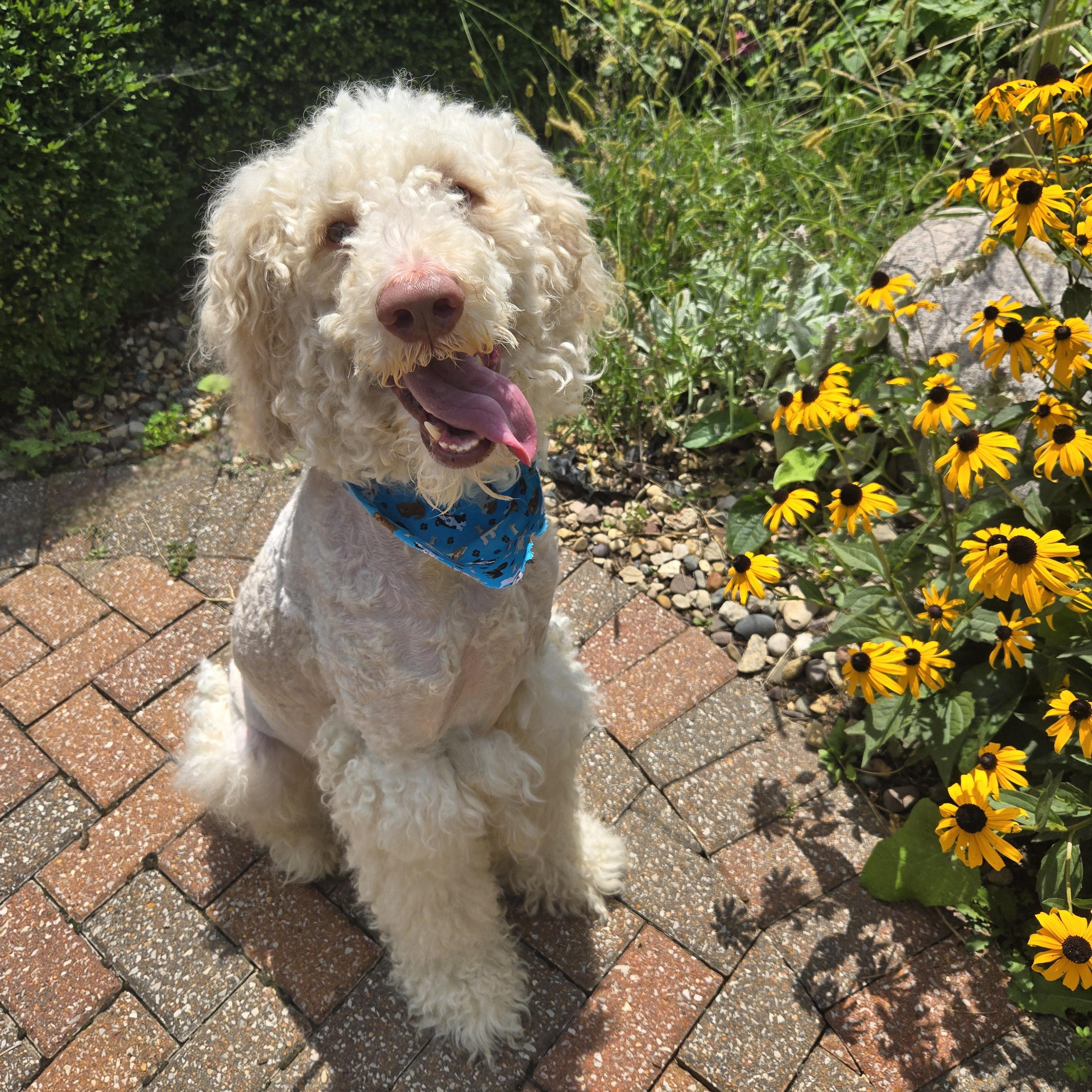 Enlarge Oliver, a Adoptable Labradoodle in Normal, IL image 4/6