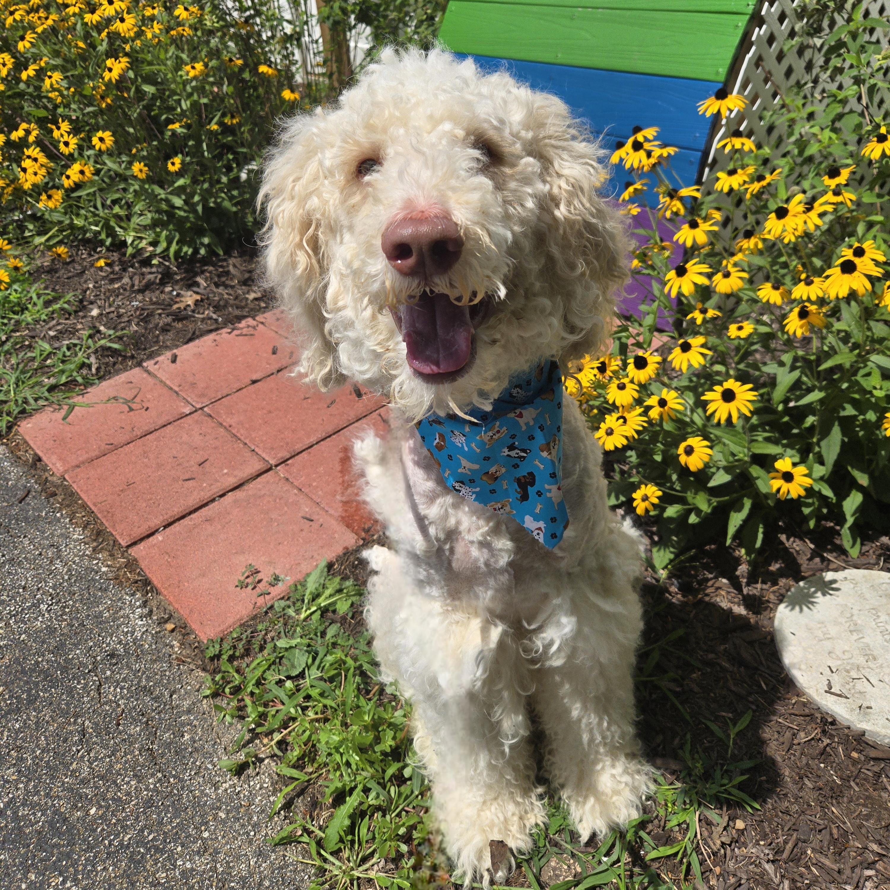 Enlarge Oliver, a Adoptable Labradoodle in Normal, IL image 2/6