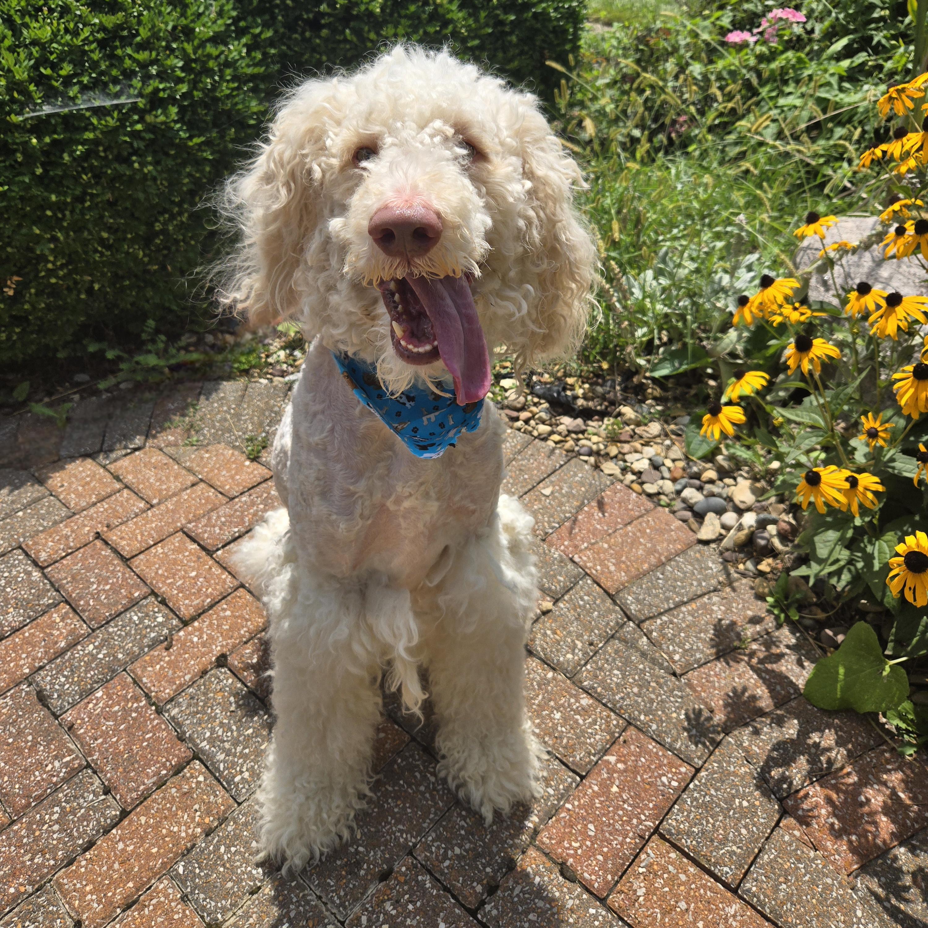 Enlarge Oliver, a Adoptable Labradoodle in Normal, IL image 3/6
