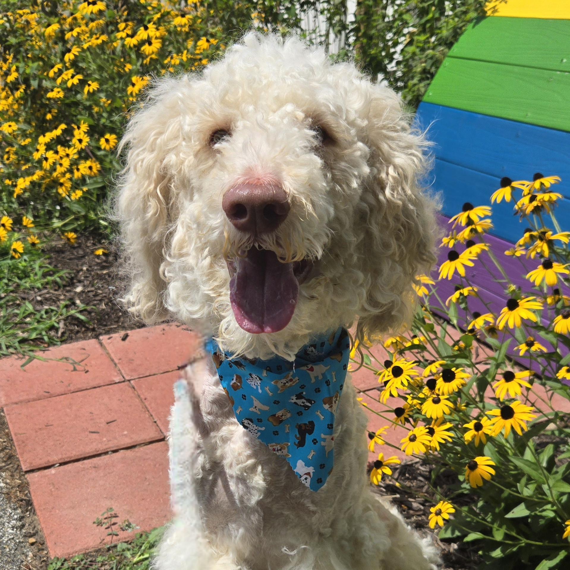 Enlarge Oliver, a Adoptable Labradoodle in Normal, IL image 6/6