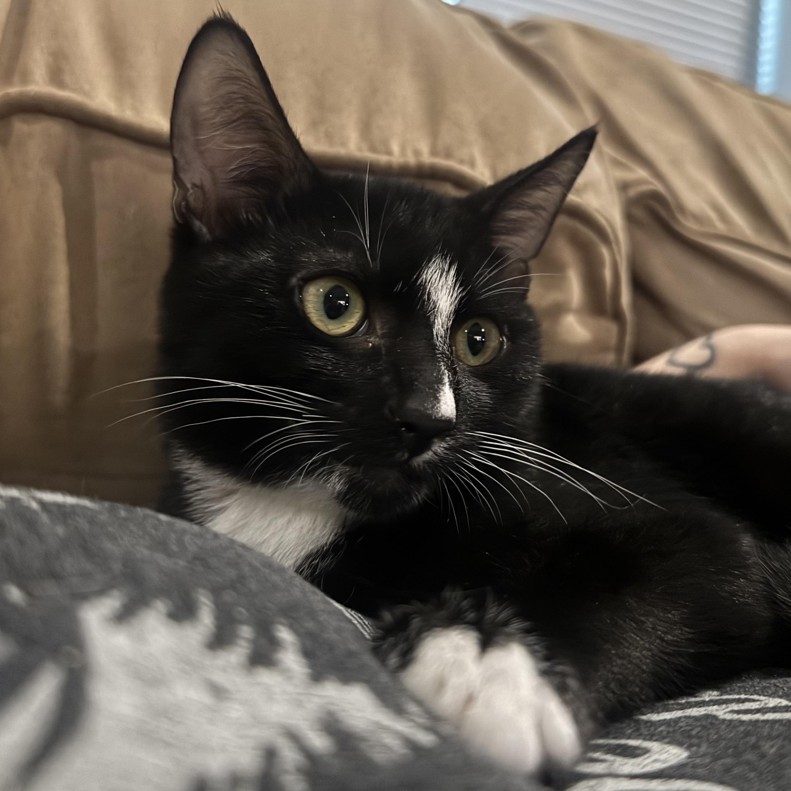 Enlarge WIGGLES, a Adoptable Domestic Short Hair in Hamilton, NJ image 5/5