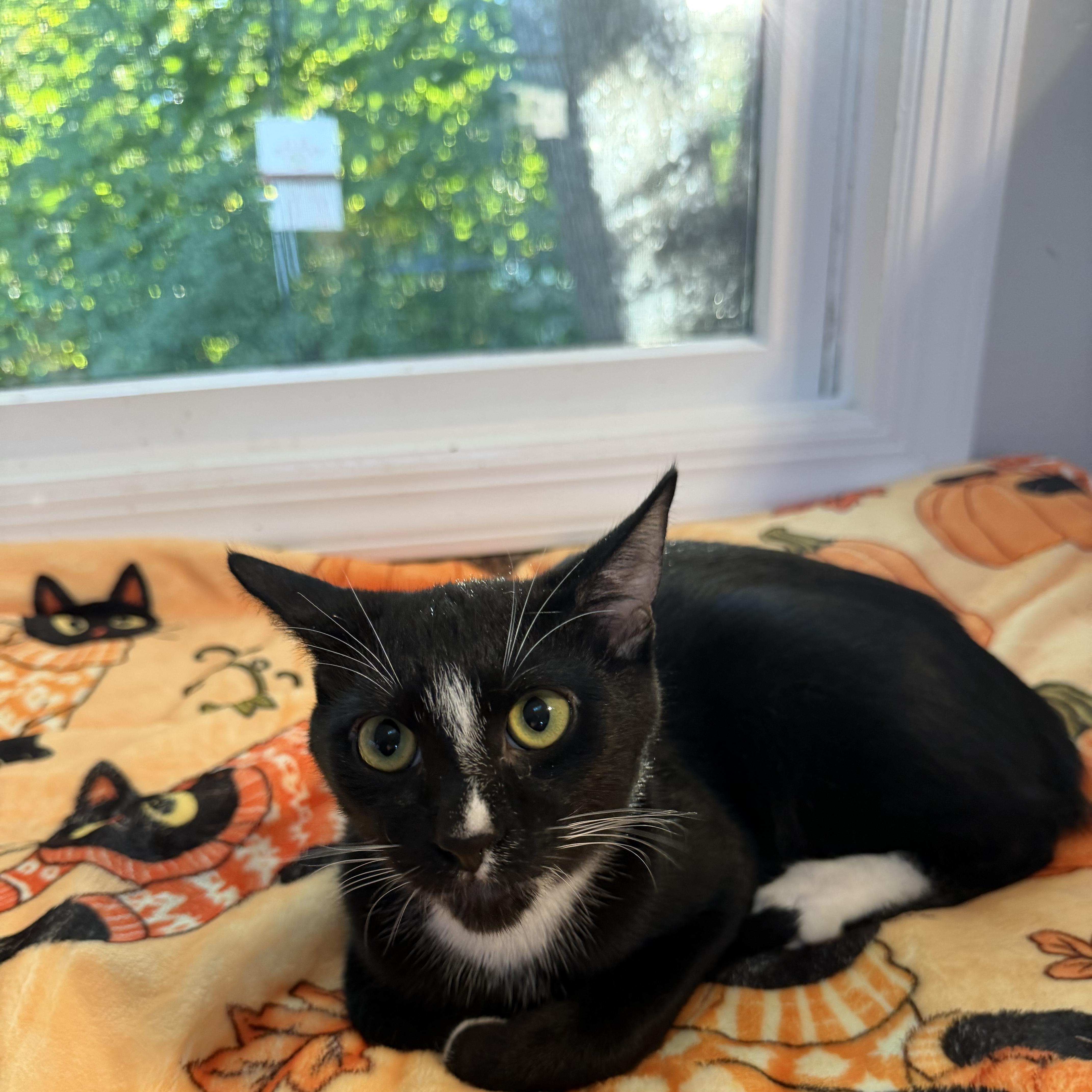 Enlarge WIGGLES, a Adoptable Domestic Short Hair in Hamilton, NJ image 1/5