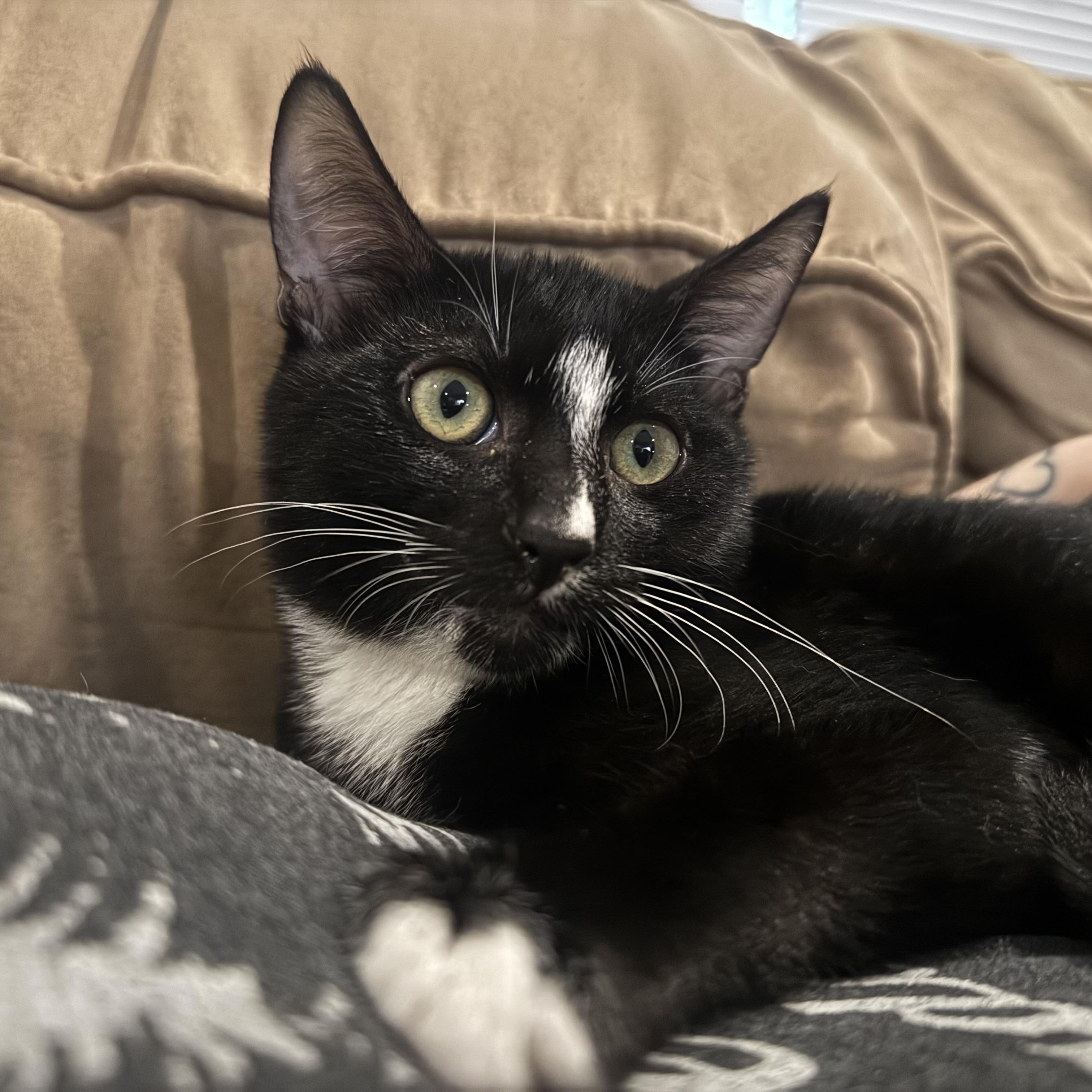 Enlarge WIGGLES, a Adoptable Domestic Short Hair in Hamilton, NJ image 3/5