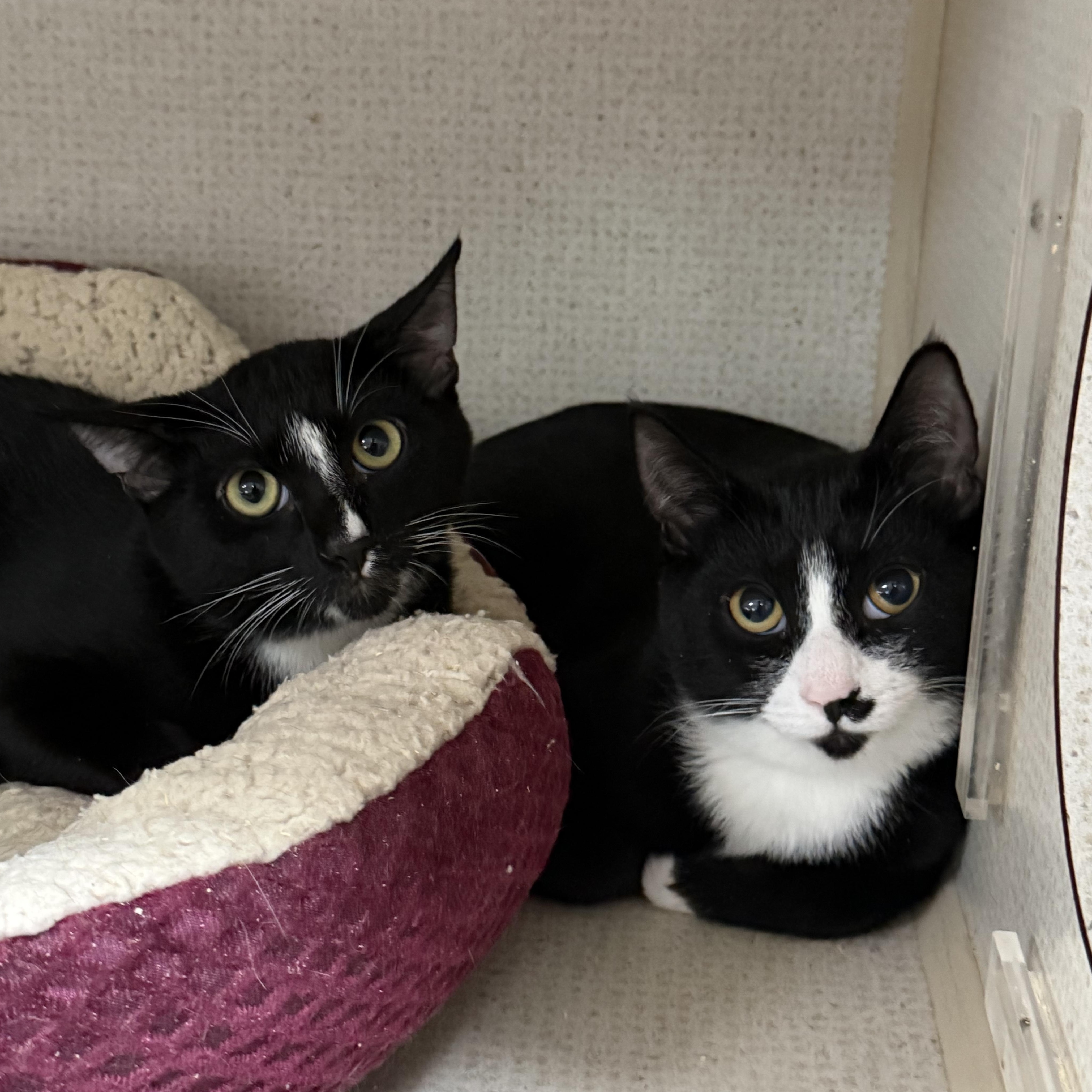 Enlarge WIGGLES, a Adoptable Domestic Short Hair in Hamilton, NJ image 2/5