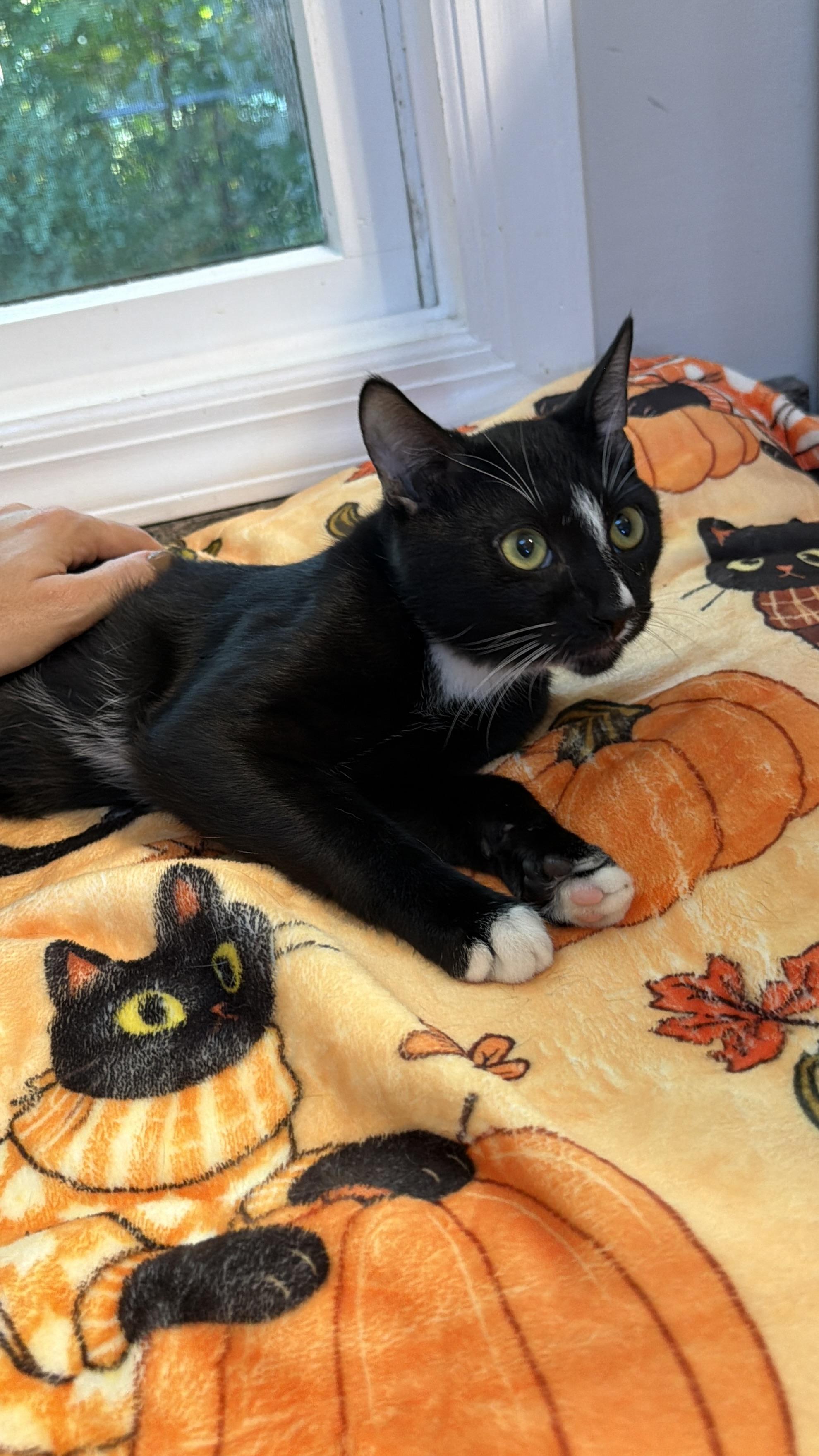 Enlarge WIGGLES, a Adoptable Domestic Short Hair in Hamilton, NJ image 4/5