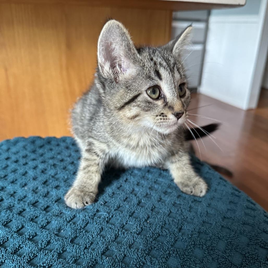 Birch, Adoptable, Kitten Male Domestic Short Hair & Domestic Short Hair.